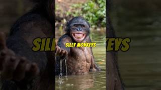 Silly Monkeys #shorts #monkeys #animals