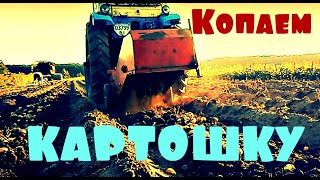 Трактор ЮМЗ копает картошку польской картофелекопалкой Tractor digging  #vseklevo #синийтрактор