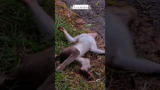 Speeding Kills wild animals destroys family #shorts #naturelovers #travel #wildlife #mahabharat