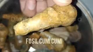 fosil kerang temuan dasar sungai cibanten