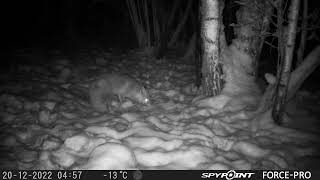 Funnu Fox Checking the Feeding place/Rudā lapsa