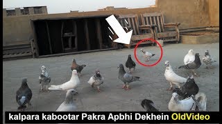 Catch White Pigeon || Old video..