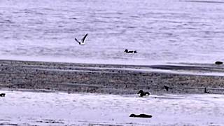 Black Tern at Chew 633