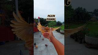 How to train your Pigeon #pigeon #shorts by nishat360