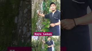 POHON LABAN Vitex pubescens DI HUTAN ALAM