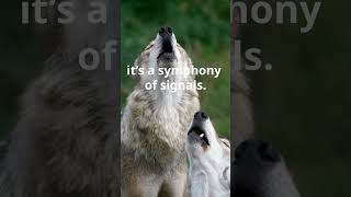 Did You Know? The Social Life of Wolves! #wolfchannel #wolfs  #short #wildlife #wildanimals