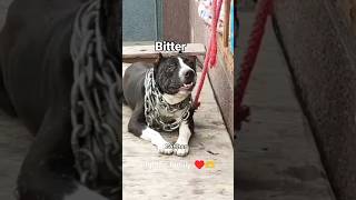 asi putt dakuan de#pitbulldog #youtubeshorts #shorts