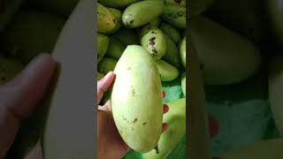 Mangga Golek 03 #shorts #short #shortvideo