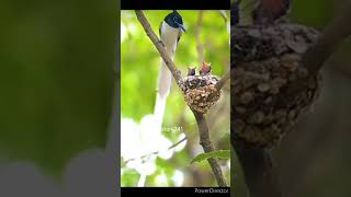 Flycatcher bird feeding his chicks#shorts#youtubeshorts#wildlife#wildlifephotography