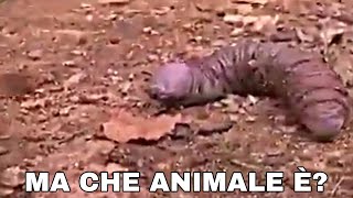 CHE ANIMALE È ???