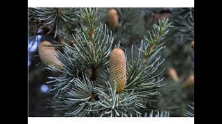 Cedro del Atlas (Cedrus atlantica)