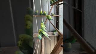 Marie Long Rainbow Budgies