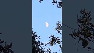 #encina y #luna #creciente. #sierradecordoba #andalusiaspain. #holmoak and #moon.