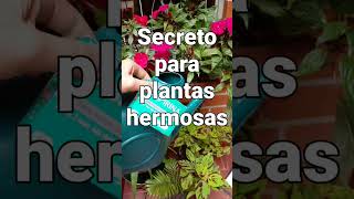 El secreto para plantas hermosas #tips #shorts #limpieza #jardin #trucos