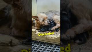 Why You Should Adopt Pets | The Truth Behind "Puppy Mills"