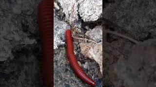 Hunting Red Millipede_kaki seribu#serangga#millipede.