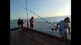 Temporada da sardinha = Rio das Ostras -RJ