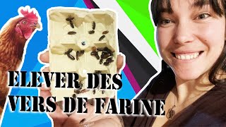 Elever facilement des vers de farine : épisode 1 Je vous présente mes débuts !