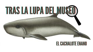 Tras la Lupa del Museo - Cachalote enano 🔍🐳