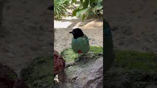 The Hooded Pitta is known for its striking green body, black head, and bright red underparts.