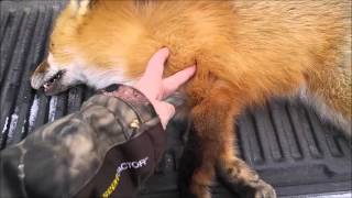 Fox & Coyote Snaring:  Hits & Misses