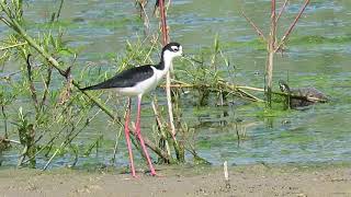 Black-necked Stilts