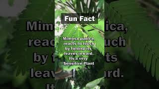 Fun Fact: 🌿☺️ A Shy Plant! #shorts #facts #viral #nature #plants