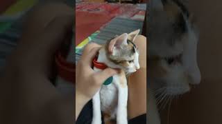 OMEN - kucing cium bau wet food di buka (Life Cat)