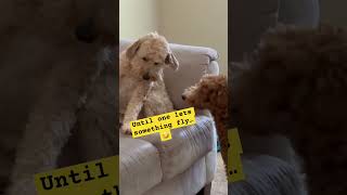 Doodle Doggie Tales- Part 87 “Let It Fly” #dogbrothers #shortsfeed #shortvideo #pets #shorts #dogs