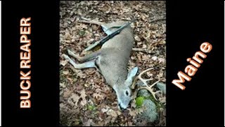 Maine Buck & Doe harvest in one day last week of the Maine rifle season ! - Buck Reaper