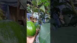 Alpukat Kendil/Markus Berbuah Jumbo‼️#shorts #shortvideo #fruit #alpukat #petanimuda #viral #berbuah