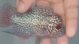 SRD flowerhorn for sale