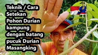 Simulasi Teknik atau cara Setelan Pohon Durian kampung dengan batang durian Musangking. 3 /4 mata.