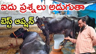 రెస్ట్ లేకుంటే పాలు కష్టం bunny buffalo dairy farm @MalleshAdla