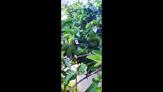 Beautiful pet macaws hidden in a tree | Pneuma & Jambi having fun outside with their harnesses