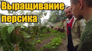 Выращивание персика из косточки. В гостях у Гены.