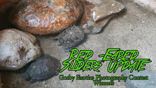 Red-Eared Sliders Update + Gorby Exotics Photography Contest Winners #GEV95