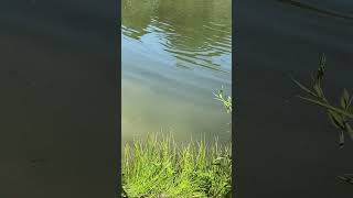 Big Catfish Chasing Blue Gill