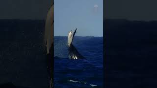 Impressionante encontro de praia. Whale shaking tail.