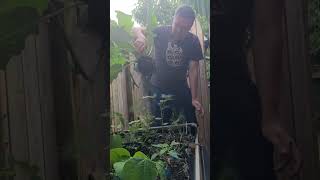 Harvesting kohlrabi first time #toronto #backyardgardening #kohlrabi #canada #growyourownfood