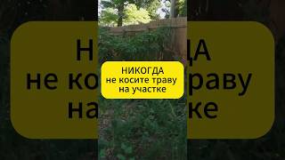 Никогда не косите траву на участке  #огород #дача #сад #рецепт