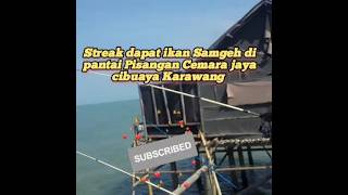 Strik dapat ikan besar