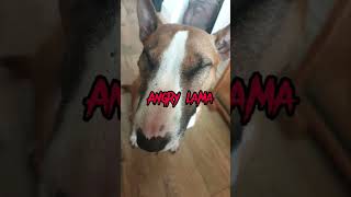 Happy Lama #bullterrier #dogs #minibullterrier #silly