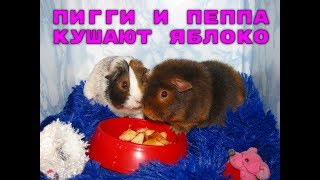 Свинки кушают яблочко под музыку