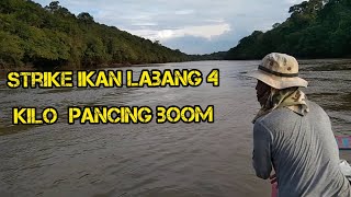 Labang Nanga Benin 4 kilo.