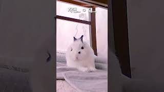 화질구지를 뚫는 커여움 #bunny #토끼 #rabbit #cute