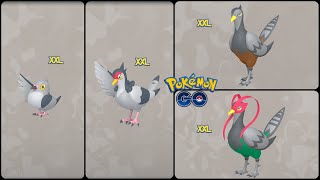 Pokemon Go: Evolving XXL Pidove ♂&♀ into XXL Tranquill ♂&♀ & XXL Unfezant ♂&♀