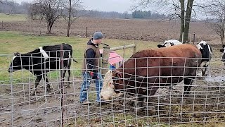 Moving Cattle and getting the Mom cows set in their Calving pasture.