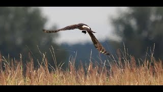 Kornweihe mit Maus - Jagderfolg auf der Wiese _ #Vogelbeobachtung #birding