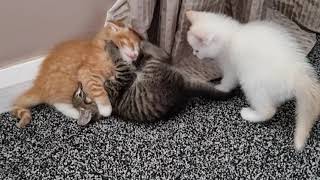 Cutest Kittens Playing